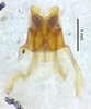 CollectionObject 1523751; 130fba22-0c24-45b9-b07c-16c81e011291: male genitalia, dorsal view (holotype). (CollectionObject).