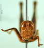 CollectionObject 1502719; 3799a019-e571-4190-a9f7-5de9babf1a62: female, frontal view (allotype). (CollectionObject).