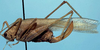 CollectionObject 1600332; 9dcdbb0b-bef4-4b7b-9406-b60da3d3e182: female, lateral view (allotype or paratype of Anaulacomera longicercata Caudell). (CollectionObject).