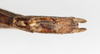CollectionObject 1559830; NMW 233, 55a72bb1-ca7b-4d5d-a980-465311a8a6ab: copyright, NMW Vienna. female: end of abdomen, ventral view (lectotype). (CollectionObject).