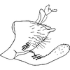 Pygofer, lateral view on Perugina Dietrich & Dmitriev, 2006: Pygofer, anal tube, and subgenital plate (P. denticula Dietrich & Dmitriev), lateral view. (Observation).
