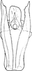 Aedeagus, ventral view on Empoascanara (Empoascanara) ethiopica Dworakowska, 1972: Aedeagus, ventral view. (Observation).