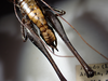 CollectionObject 1593763; 3528375b-5b96-461f-a52f-c25e975f9691, MNCNMNCN_Ent 305876: abdomen tip, ventral view, male (holotype). (CollectionObject).