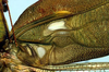 Tetraconcha fenestrata Karsch, 1890: male, base of right tegmen (Cameroon, Conradt). (Otu).
