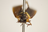Head: !! display not done !! on Plectoderes (Plectoderes) collaris (Coquebert de Montbret, 1801): (Observation).
