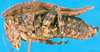 CollectionObject 1500876; 8563ac88-753e-4113-a4e6-2a6d8bb6e78e: male, lateral view (holotype). (CollectionObject).