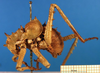 CollectionObject 1500337; cb8fc823-383d-4eb7-9482-b3576da6c4f6: male, lateral view (holotype). (CollectionObject).
