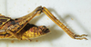 CollectionObject 1498670; bddef776-7ce5-4137-86d1-7f64c0a23ca4: female abdomen tip, lateral view. (CollectionObject).
