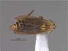Habitus, dorsal view on Amblysellus tenochtitlanus Pinedo-Escatel, Blanco-Rodríguez & Aponte-Mejia, 2025: (Observation).