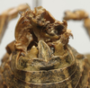 CollectionObject 1534969; a015015c-4df0-4adb-b9ed-50020f00244b: male cerci (lectotype). (CollectionObject).