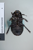 CollectionObject 1552816; NHMUK(SF IMPORT DUPLICATE) BMNH(E) 876008, cade08ed-7c8e-4240-86e8-6cdcf2d173dc: Copyright NHM, London. Holotype female of Panesthia plagiata, ventral view , Cop..M, London. (CollectionObject).