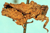 CollectionObject 1575678; 4a9e3524-ccfd-4ab0-97f8-afc9e7008241: lateral view. (CollectionObject).