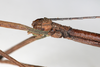 CollectionObject 1557631; NMW 644, ea3cf36b-9103-46d0-aad2-fc5629655c9a: copyright NMW, Vienna. male: head, lateral view (syntype). (CollectionObject).