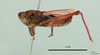 Gomphocerus (Bolivarianus) acutus Karabag, 1957: male, lateral view (holotype). (Otu).