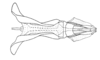 Dichroplus schulzi Bruner, 1906: Fig. 16. male, endophallus, dorsal view. (Otu).