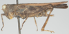 CollectionObject 1577198; 2e27be5d-c1e1-4982-b0a7-7f404a023bba: female, lateral view (syntype). (CollectionObject).