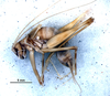CollectionObject 1527846; 4a10535b-bff4-48e6-94c8-dc4341dfea08: male, lateral view (holotype). (CollectionObject).