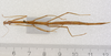 CollectionObject 1558313; 63fb1c36-b4b2-4146-bd83-39fd7f89f698: copyright ZMUH [Hamburg]. female (holotype). (CollectionObject).