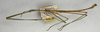 CollectionObject 1558090; 36d86b2e-e545-45e4-99f3-588c2d4af821: copyright NMW, Vienna. male, lateral view (syntype). (CollectionObject).;CollectionObject 1558091; 41bc3348-6381-455b-a01d-afd2098fcb1d: copyright NMW, Vienna. male, lateral view (syntype). (CollectionObject).