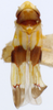 Habitus, dorsal view: !! display not done !! on Erythroneura tricincta Fitch, 1851: Habitus (neotype, KSEM collection). (Observation).
