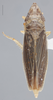 Habitus, dorsal view on Draeculacephala antica (Walker, 1851): Dorsal. Brown color variation. (Observation).