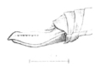 Erioloides consobrinus (Saussure & Pictet, 1898): Pl. 19, Fig. 7. female ovipositor (8-9 mm). (Otu).