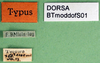CollectionObject 1500484; 71e49cff-e0e1-4924-b4d4-d34cab5cc003, DORSA BT000249S01: labels (holotype). (CollectionObject).
