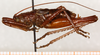 CollectionObject 1499680; 2c4c12f2-faf6-4e94-a7d8-695a622df1fb: male, lateral view. (CollectionObject).