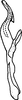 Aedeagus, lateral view on Delospilopterus scoliopeus Stiller, 2001: Aedeagus, lateral view. (Observation).