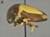 Habitus, lateral view on Darnis latior Fowler, 1894: (Observation).
