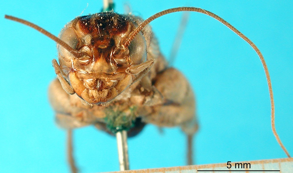 female, frontal view (syntype of Gryllus mexicanus). Depicts CollectionObject 1580492; 78f4770d-7d0f-45e9-a7f6-efb3441b56ef, a CollectionObject.