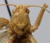 CollectionObject 1535034; b7182fef-3c1a-4af3-9407-f0a342186a30: female face (syntype). (CollectionObject).