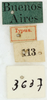 labels (syntype of Pleminia argentina). Depicts CollectionObject 1514411; MLP3637 [like male], 5e2039d0-d556-484d-8595-170ac1f5b774, a CollectionObject.