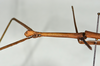 CollectionObject 1561193; e15a0b15-6a04-4cc4-8d19-90d38c185c17: copyright USNM, Washington. (CollectionObject).