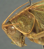 CollectionObject 1506524; 8fc98249-1839-460e-be73-9bf12a135bb1: female head and pronotum, lateral view (syntype). (CollectionObject).