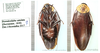 Homalosilpha ustulata (Burmeister, 1838): (Otu).