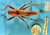 CollectionObject 1516740; 4f85737c-4de4-4150-8697-b5b3e6e022a6: female, dorsal view (holotype). (CollectionObject).