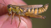 Melanoplus borealis (Fieber, 1853): male. (Otu).