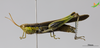 CollectionObject 2284109; 8dc6ff74-b2e5-4408-a416-31f7ca6f306f, Unioeste Cascavel K-1319: Female, lateral view. (CollectionObject).