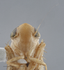 Head on Destria fumida (Sanders & DeLong, 1917): Head/Face. Female Immature. (Observation).