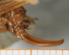 CollectionObject 1533038; NMW 15.460', 1e7dca16-5ead-4a8e-b7d2-95952751d224: ovipositor (syntype). (CollectionObject).