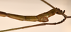 CollectionObject 1559635; 25dee358-f54f-42b4-9a3e-4094dbc8bfa4: copyright OUMNH. male: end of abdomen, lateral view of Bacillus gramineus (holotype). (CollectionObject).