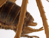 CollectionObject 1529707; ae1b49ec-cf67-4ad2-a8c8-1e46d01f6c97: male cerci (holotype). (CollectionObject).