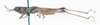 CollectionObject 1506817; 95dc6298-f185-473d-ab51-411dcf2d5e5a: male, lateral view (holotype). (CollectionObject).