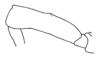 Taeniophora carinipes (Gerstaecker, 1873): Fig. 5. mid femur, lateral view. (Otu).