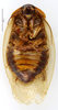 CollectionObject 1587298; MNHN(SF IMPORT DUPLICATE) MNHN-EP-EP1256, 5c19f0ca-ed4f-4f23-88e4-ee97c9004645: CC BY-NC-ND 4.0/MNHN - Depraetere Marion - 2014. Holotype, female, of argentinus Hebard, 1921. Specimen number: MNHN-EP-EP1256. http://coldb.mnhn.fr/catalognumber/mnhn/ep/ep1256. (CollectionObject).