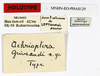 CollectionObject 1556969; 8334419e-f0ec-433f-a1b4-6522fc57a670: copyright MNHN, Paris. female, data labels (holotype). (CollectionObject).