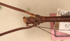 CollectionObject 1557782; NMW 64, d8b62e4c-4907-4032-8861-f888a6d85a22: copyright NMW Vienna. male: head & part thorax, dorsal view (holotype). (CollectionObject).