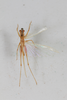 CollectionObject 1506554; 1b681b34-4315-4bc6-b47d-8b137ff49e9f: female, dorsal view (syntype). (CollectionObject).
