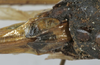 CollectionObject 1541894; a90a007c-aa4d-46ba-a58e-96ddc5f43785: female subgenital plate (syntype). (CollectionObject).